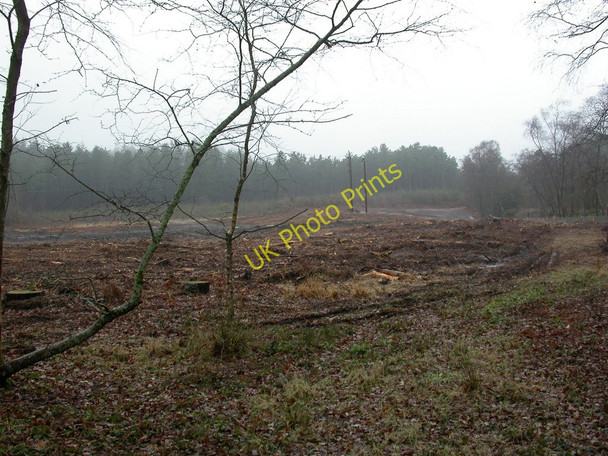 Photo 6"x4" Ashley, clear fell Ringwood\/SU1505 c2010
