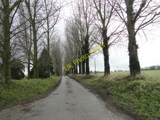 Photo 6"x4" Avenue of Poplar trees Burgh St Peter c2011