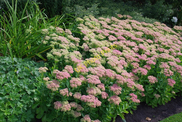 Photo 6"x4" Sedum in the York Museum Gardens York\/SE5951 c2010