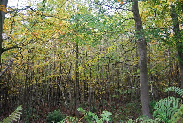 Photo 6"x4" Lodgefield Wood Berner's Hill c2010