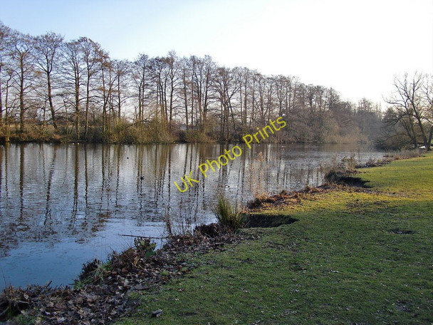 Photo 6"x4" The lake at Osterley Park: alder trees growing with their feet in water Southall c2010