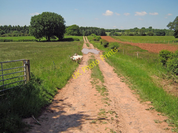 Photo 6"x4" Farm track through arable land south of Snitton Snitton c2010