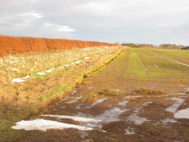 Photo 6"x4" Winter crops, Sisterpath Fogo c2011