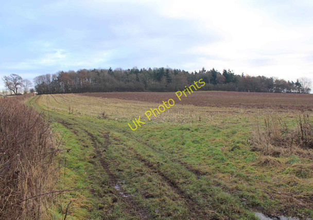 Photo 6"x4" Ardenhill Spinney Littleworth\/SP2363 c2011