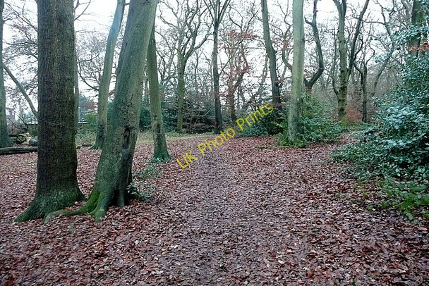 Photo 6"x4" Woodland west of the village Sheepridge\/SU8889 c2010