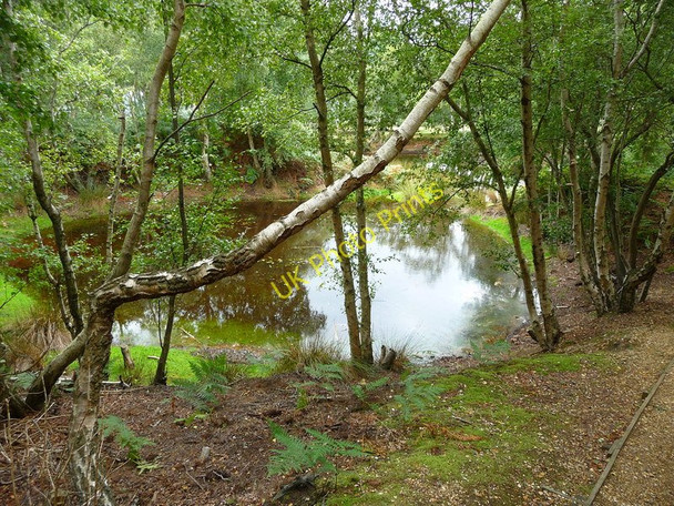Photo 6"x4" Brownsea Island - Nature Reserve Sandbanks c2010