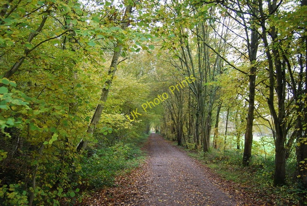 Photo 6"x4" Forest Way, Sawpit Wood Gallypot Street c2010
