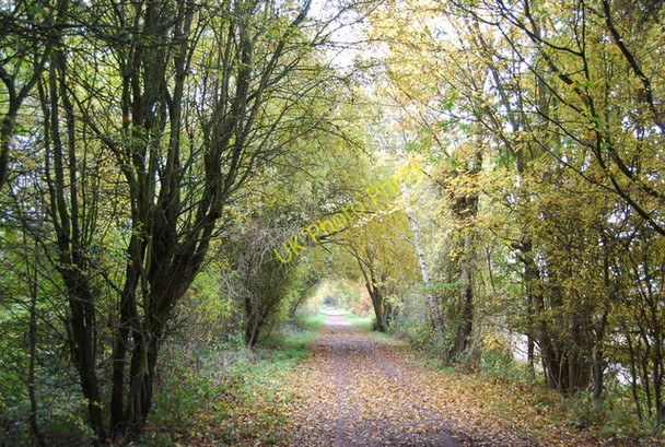 Photo 6"x4" Autumnal Forest Way Quabrook c2010