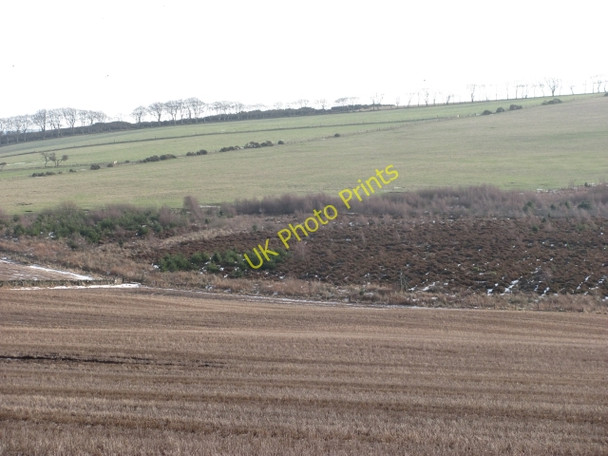 Photo 6"x4" Woodland, Dalks Law Houndwood c2011