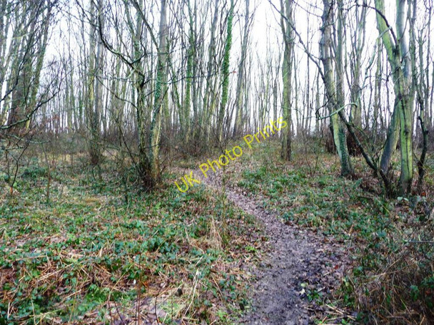 Photo 6"x4" Footpath climbing through Bushey Cliffe Wood Rothwell\/SE3428 c2011