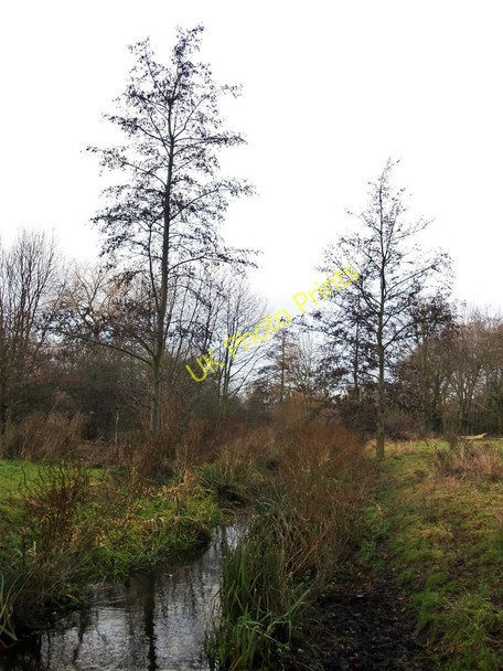 Photo 6"x4" Alder trees with their toes in water,  Morden Hall Park Morden\/TQ2568 c2011