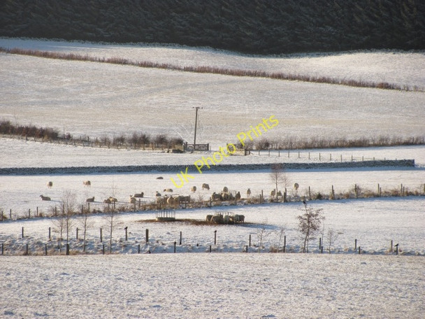 Photo 6"x4" Sheep, Stewarton Harehope\/NT2044 c2011