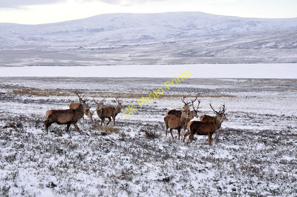 Photo 6"x4" Deer near Badanloch Carn Glas\/NC7934 c2011