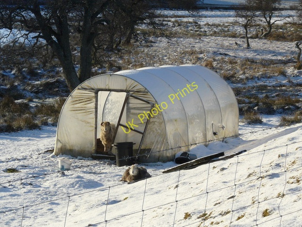 Photo 6"x4" Sheep shelter, Balnacoil Balnacoil\/NC8011 c2011