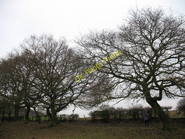Photo 6"x4" Line of trees at Sycamore Farm Biddulph c2010