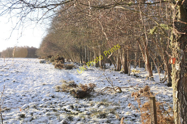Photo 6"x4" Edge of woodland near Englishton Muir Bunchrew c2011