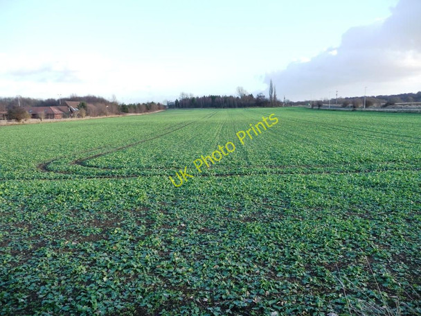 Photo 6"x4" An orderly field of brassicas Rothwell\/SE3428 c2011