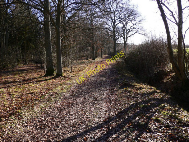 Photo 6"x4" Hook Street looking south Alfold Bars c2011