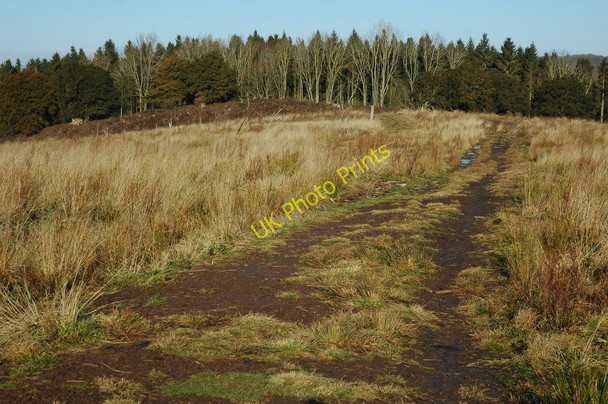 Photo 6"x4" Within the hill fort, Credenhill Brinsop c2011