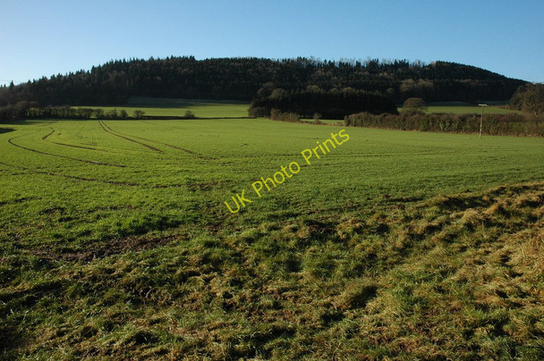 Photo 6"x4" Credenhill Park Wood Brinsop c2011