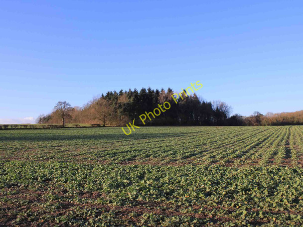 Photo 6"x4" Stubbs Wood Hampton on the Hill c2011
