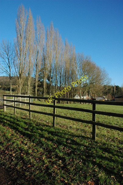 Photo 6"x4" Poplar trees, Brinsop Brinsop c2011