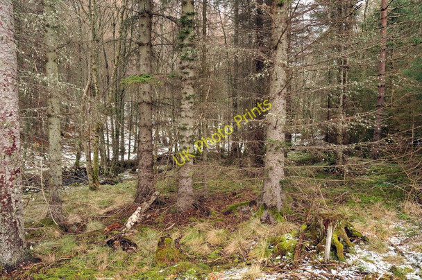 Photo 6"x4" Clunas Wood near Bruachmary Highland Boath c2011