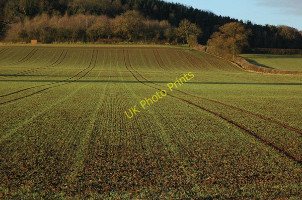 Photo 6"x4" Winter cereals at Wallhills Ledbury c2011