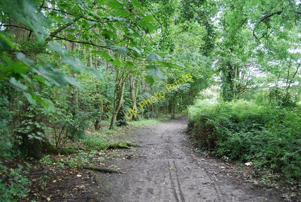 Photo 6"x4" Footpath through the woods Aylesford c2010