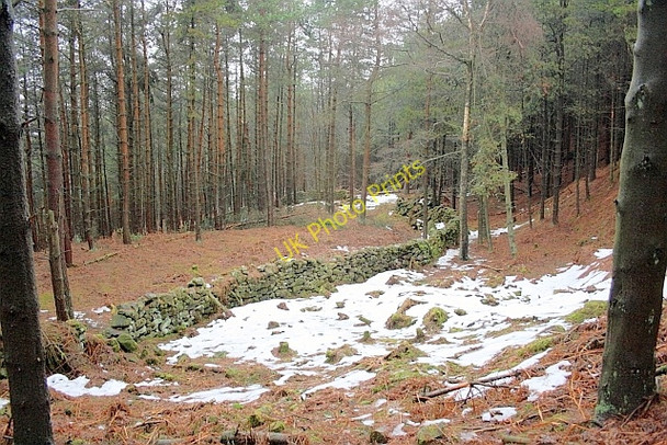 Photo 6"x4" Stone Wall, East Bank Plantation Seave Green c2011
