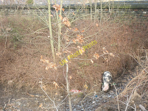 Photo 6"x4" Pig under a bridge Elland c2011