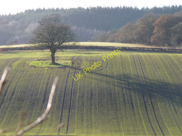Photo 6"x4" Early growth in crops near Willey Linley\/SO6898 c2011