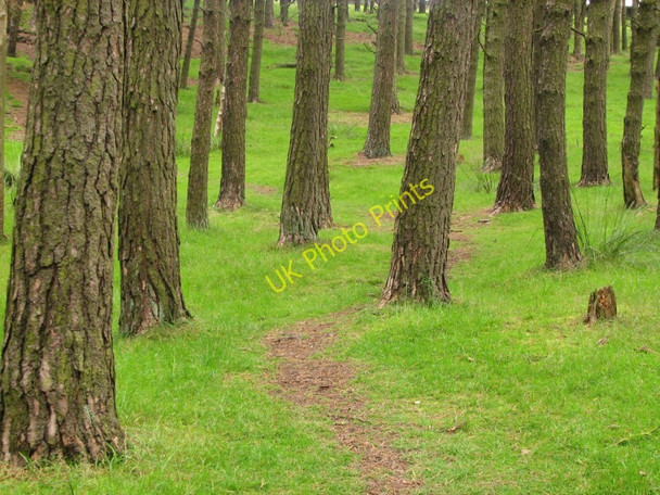 Photo 6"x4" Path through the pines Kettleshulme c2010