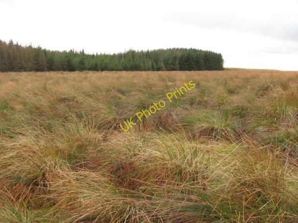 Photo 6"x4" Plantation edge near Whitecleuch Forth\/NS9453 c2011