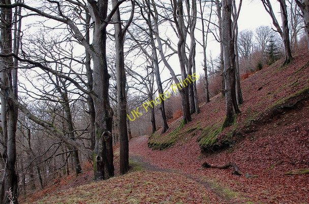 Photo 6"x4" Plora Wood Innerleithen c2011