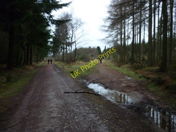Photo 6"x4" Broxa Forest, North York Moors Harwood Dale c2011