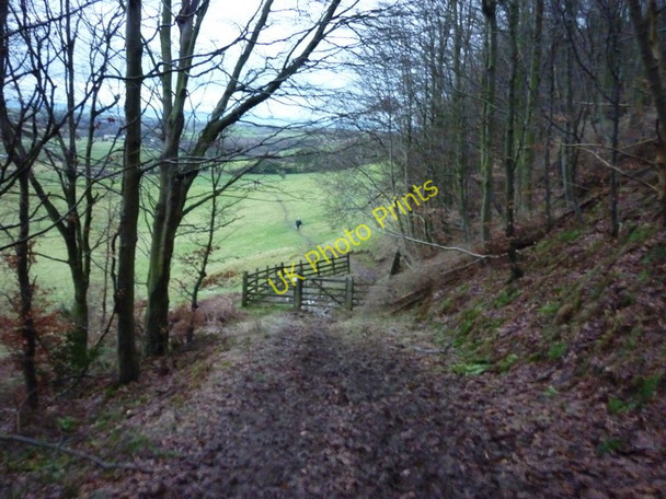 Photo 6"x4" A footpath at Surgate Brow  towards Surgate Brow Farm Harwood Dale c2011