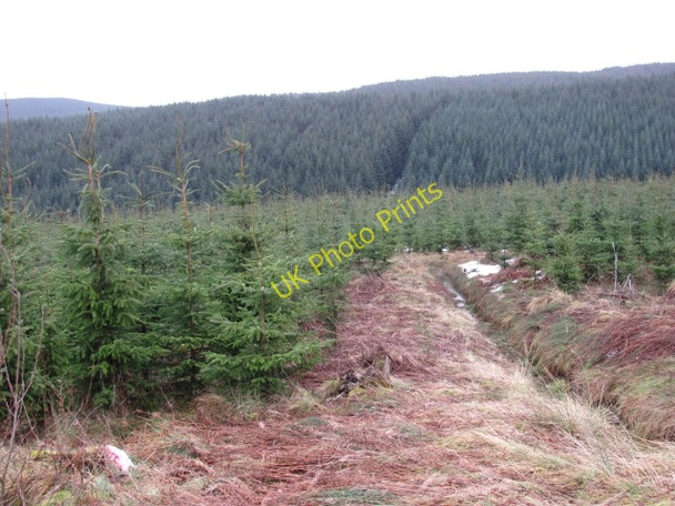 Photo 6"x4" The forested Common of Dunning Back Burn\/NO0208 c2011