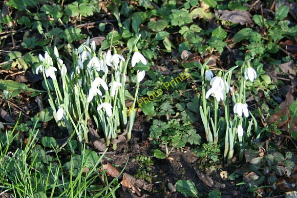 Photo 6"x4" Snowdrops in Old Kea churchyard Old Kea c2011