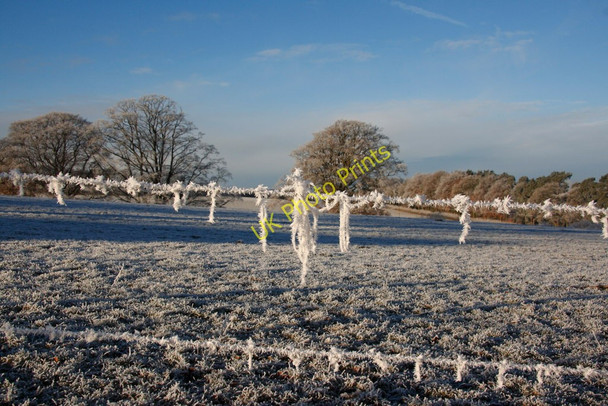 Photo 6"x4" Hoar Frost along the Sandstone Trail Hatchmere c2010