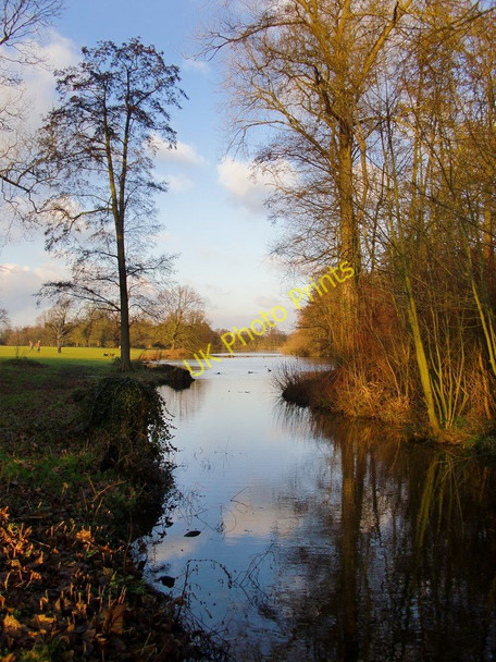 Photo 6"x4" Trees by the lake, Osterley Park Southall c2011