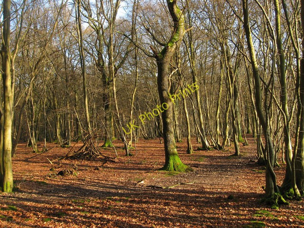 Photo 6"x4" Long Wood South Chailey c2011