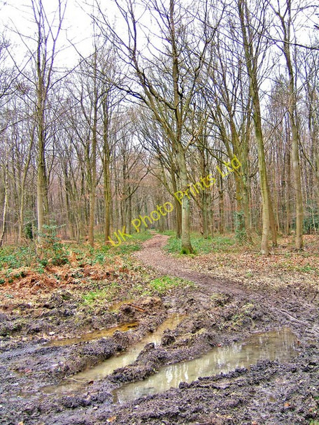 Photo 6"x4" Footpath in Wyre Forest near B4194 road Buttonoak c2008