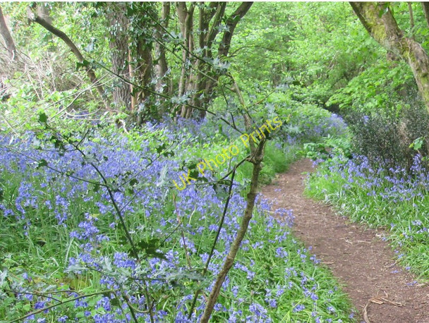 Photo 6"x4" The Bluebell Path Nursling Rec to Home Covert Woods Mounnd Nursling c2010