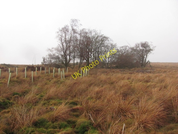 Photo 6"x4" Old beech wood Yieldshields c2011