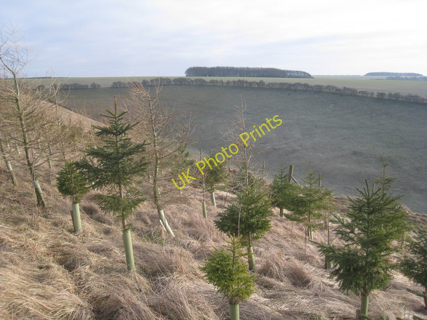 Photo 6"x4" New Plantation above Fairy Dale Wharram Percy c2011