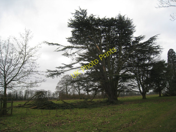 Photo 6"x4" Snow damage in Scawby Park Mill Place\/SE9806 c2011