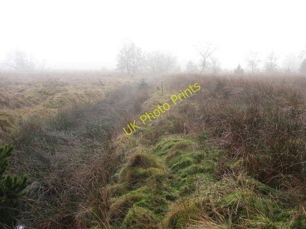 Photo 6"x4" Fog factory on a young plantation Yieldshields c2011