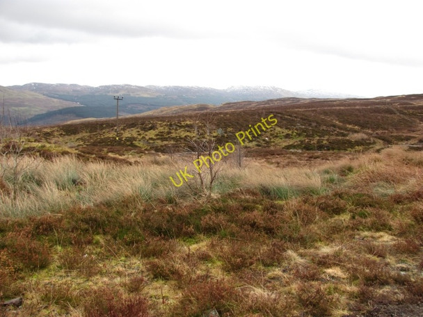 Photo 6"x4" Young woodland, Ben Lawers National Nature Reserve Milton Morenish c2011