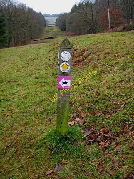 Photo 6"x4" Marker post in the Wyre Forest Buttonoak c2011